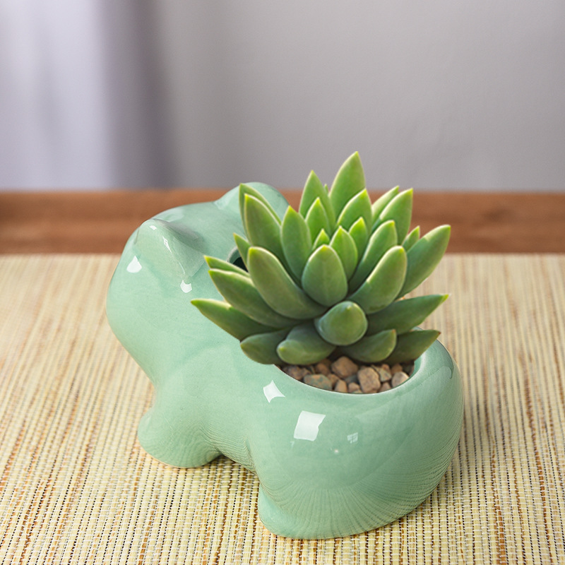 Creative Succulent Planter Pot - Echeveria Succulent ulasan dan harga