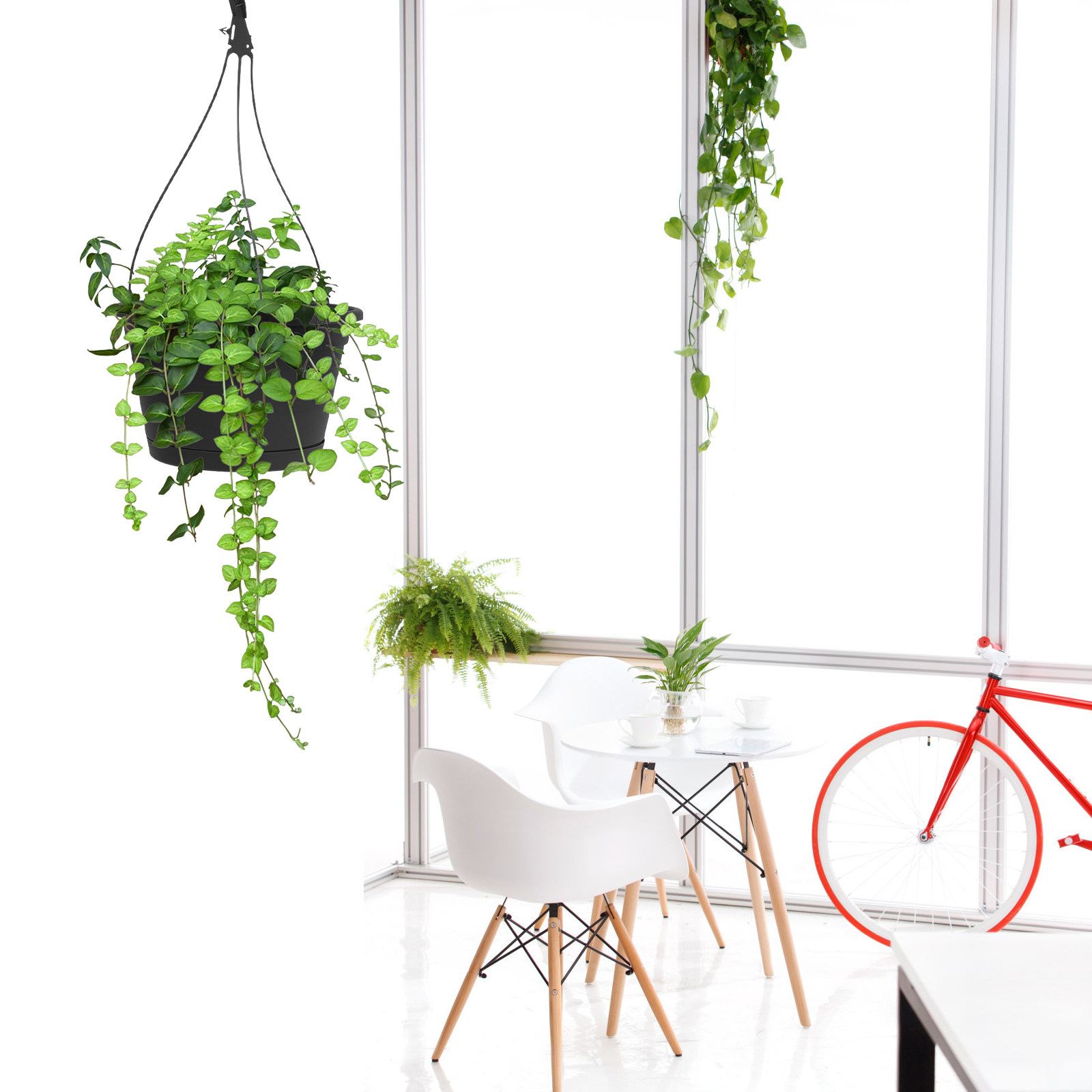 1Pcs Hanging Spider Plant Pot  - Spider Plant Hanging ulasan dan harga