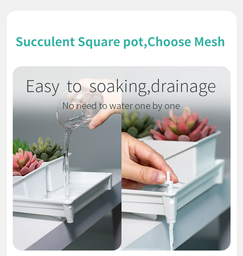 Meshpot Succulent Pot Set Cact - Echeveria Succulent ulasan dan harga